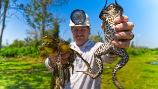 Catching Giant Louisiana Frogs From A Boat Catch And Cook