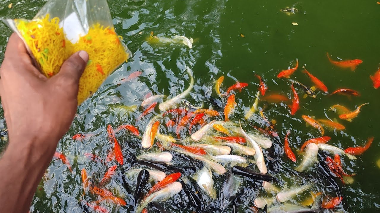 Guppy fish guppies catfish gold fish golden fish fishing video fishing