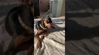 Fun Russian Toy Terier