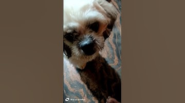 Short vlog video #shorts #vlogs