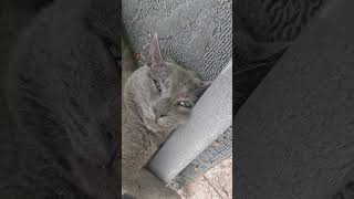 sleepy kitty eyes #cat #pets #cute #animals #greycat #shorts