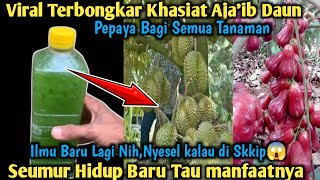 Viral Terbongkar Khasiat Aja'ib Daun Pepaya Bagi Tanaman !! Yang Belum Di ketahui para Petani