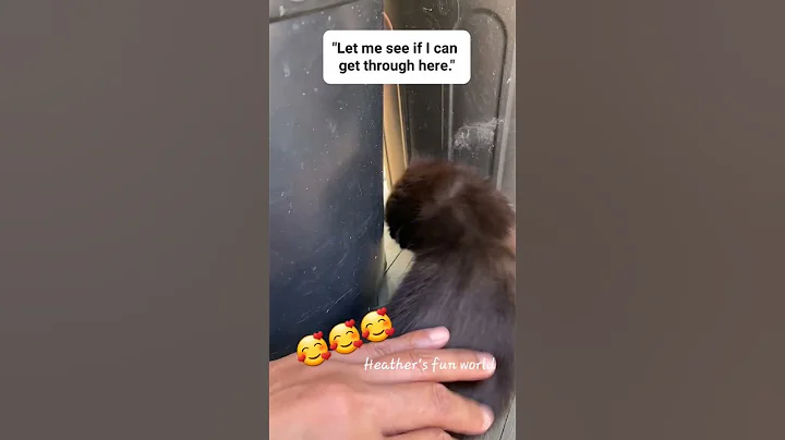 Video 3311531: catlover funnycatvideos kitten, cats funnycatvideos kitten love, cats catlover kitten cute, cats kitten funny catlover