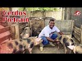 Cerdos raza Pietrain | Ventajas y desventajas | Granja San Lucas