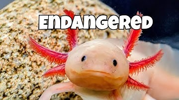 Why Axolotls Are Both Popular and Endangered