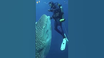 How To Make Decompression Stops Fun  #scubadiving #diving #ocean #redsea