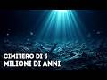 Ricercatori degli abissi scoprono un enorme cimitero di balene che non dovrebbe esistere