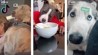 Funny Dogs of Tiktok Compilation 2020