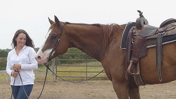 FG Brokers Cool Mr***For info, price, etc., go to our website***ValleyViewRanch.net