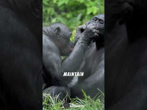 bonobo monkey survival
