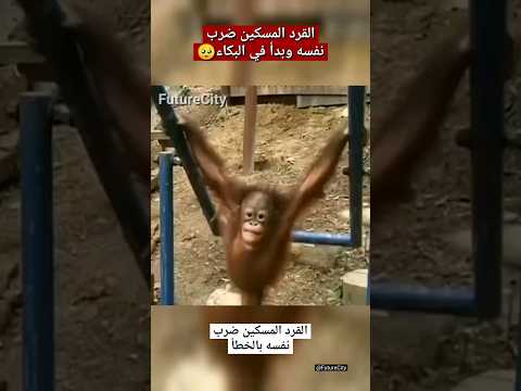 القرد ضرب نفسه وبدأ في البكاء