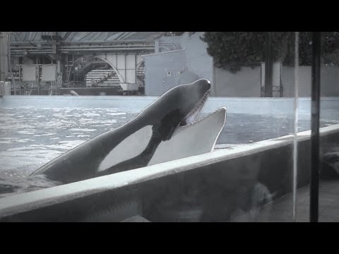 Video: Domstolen Skal Avgjøre Om SeaWorld Whales Er Ulovlige 'slaver