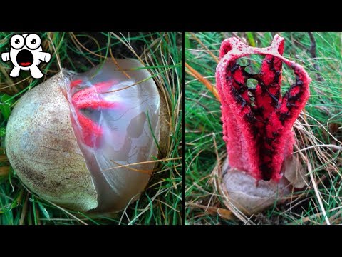 Top 20 Most Alien Things That Exist In Real Life