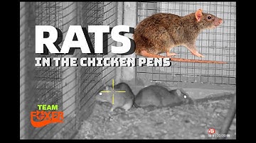 Ratting Through The Wire. Chicken Pen Rat Control