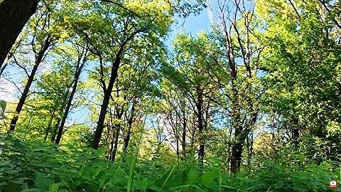 BIRD SONG IN OAK FOREST – PEACEFUL SINGING OF FOREST BIRDS FOR SLEEP AND RELAXATION. ASMR (3 HOURS)