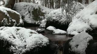 Meditation Relaxation in the Forest by the Stream with Natural Sounds - Stress Relief