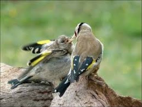 Cria del jilguero en cautividad ( jilguera embuchando pollo) - YouTube