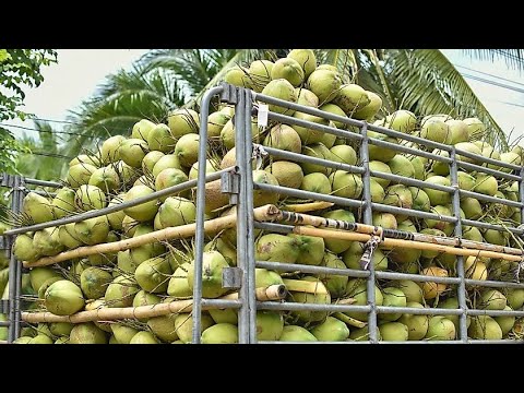 One of the largest coconut producer - YouTube