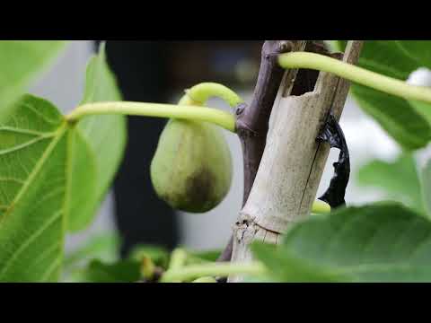 Ponte Tresa Fig