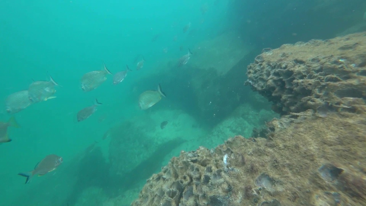 Tweed River Australia snorkel 27.03.2017 YouTube