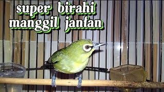 Pleci betina birahi memanggil jantan ampuh