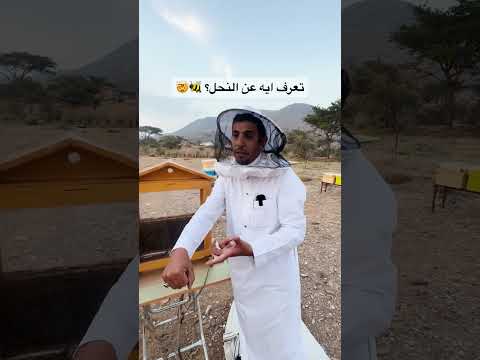تعرف ايه عن النحل 