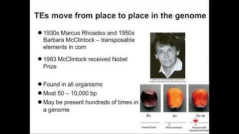 Alu  and Transposable Elements