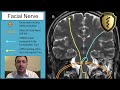 Innervation of the Facial Nerve (Cranial Nerve 7)
