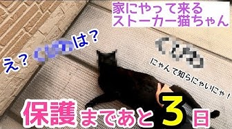 人生はねこだらけ Youtube 人生はねこだらけ Youtube