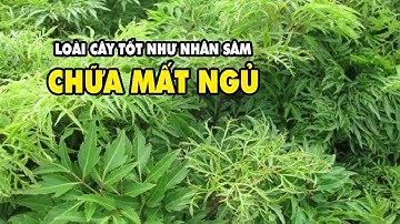 Tác Dụng Tuyệt Vời Của Cây Đinh Lăng Tốt Hơn Cả Nhân Sâm Chữa Tận Gốc Căn Bệnh Mất Ngủ | HYT3
