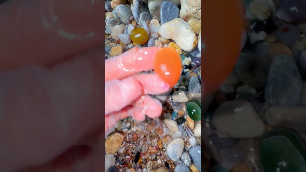 Giant Pearl Scallops Vs Freshwater Snails Which Makes More Pearls 