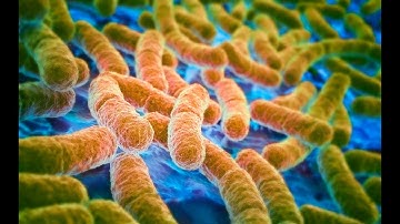Molecular Diagnostic Techniques for the Characterisation of Escherichia coli