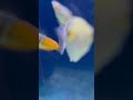 Bosemani Rainbow Fish