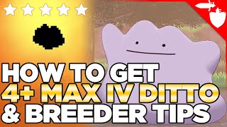 How to Get a 4+ MAX IV Ditto Location, & THE BEST Egg-Hatching Method in Pokemon Sword & Shield