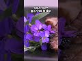 의사들이 토마토를 추천하는 진짜 이유 #토마토 #시니어건강