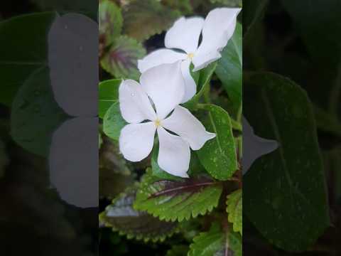 فيروز فايق ياهوى من كنا سوا