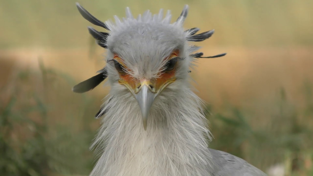 Two Secretary bird (Chiba Zoological Park, Chiba, Japan