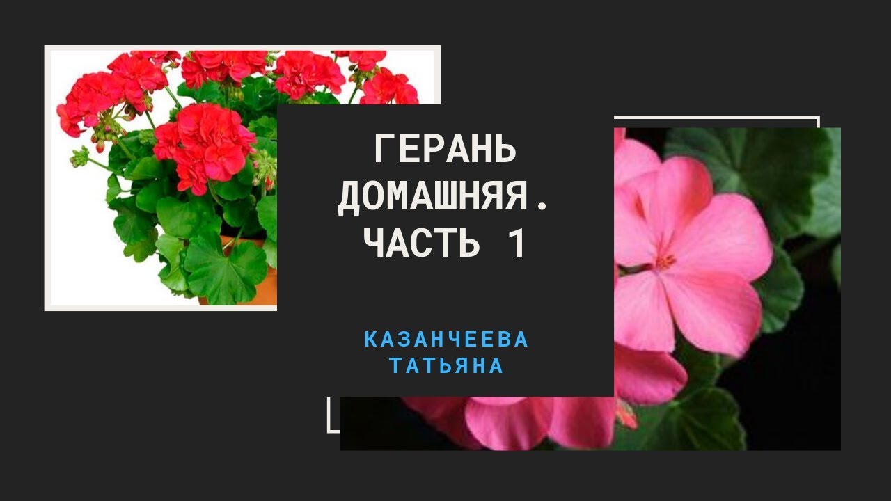 Герань домашняя. Полезные свойства. Часть 1. 24 выпуск.