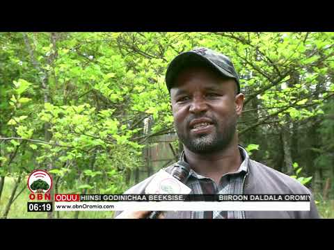 Deeggarsa Hidha Haaromsaa Guddichaa