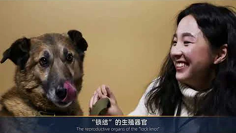 狗交配時兩尾鎖結30分鐘無法中斷，這麼危險的動作為何沒被淘汰？ - 天天要聞