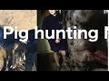 Pig Hunting nz (174 pound boar)