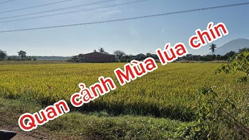 Review cảnh làng quê và những đám ruộng lúa đang chín rộ || châu ngọc vlog & bonsai 