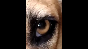 #shorts #raistar voice song # blackdragon #beats #remix # onetap