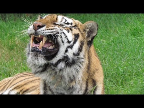 Video: Cat Sneering: Cov Lus Flehmen Yog Dab Tsi?