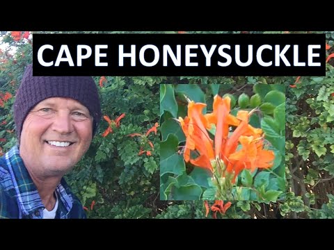 Video: Nakakaakit ba ng mga bee ang Cape honeysuckle?