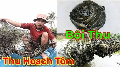 Sáng Sớm Đi Thăm Lú Tôm Sú Kết Quả Bội Thu [SNCM].