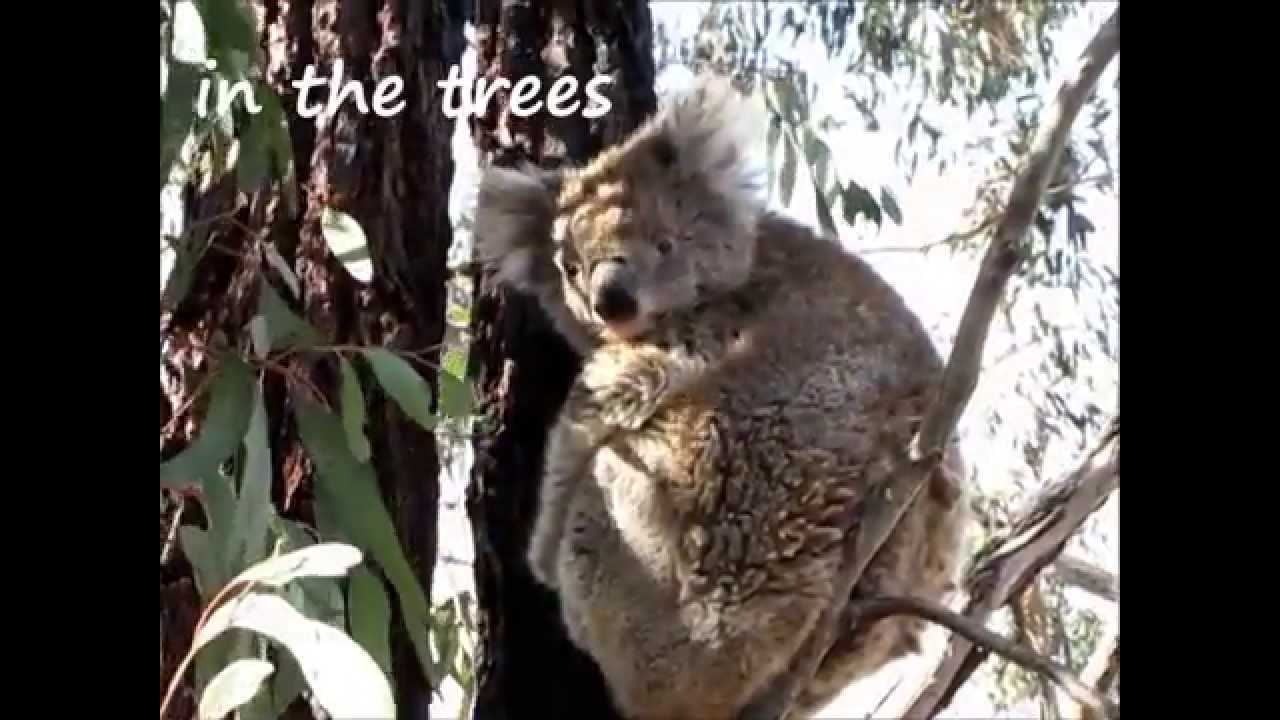 melbourne zoo a very special Great Ocean Road trip
