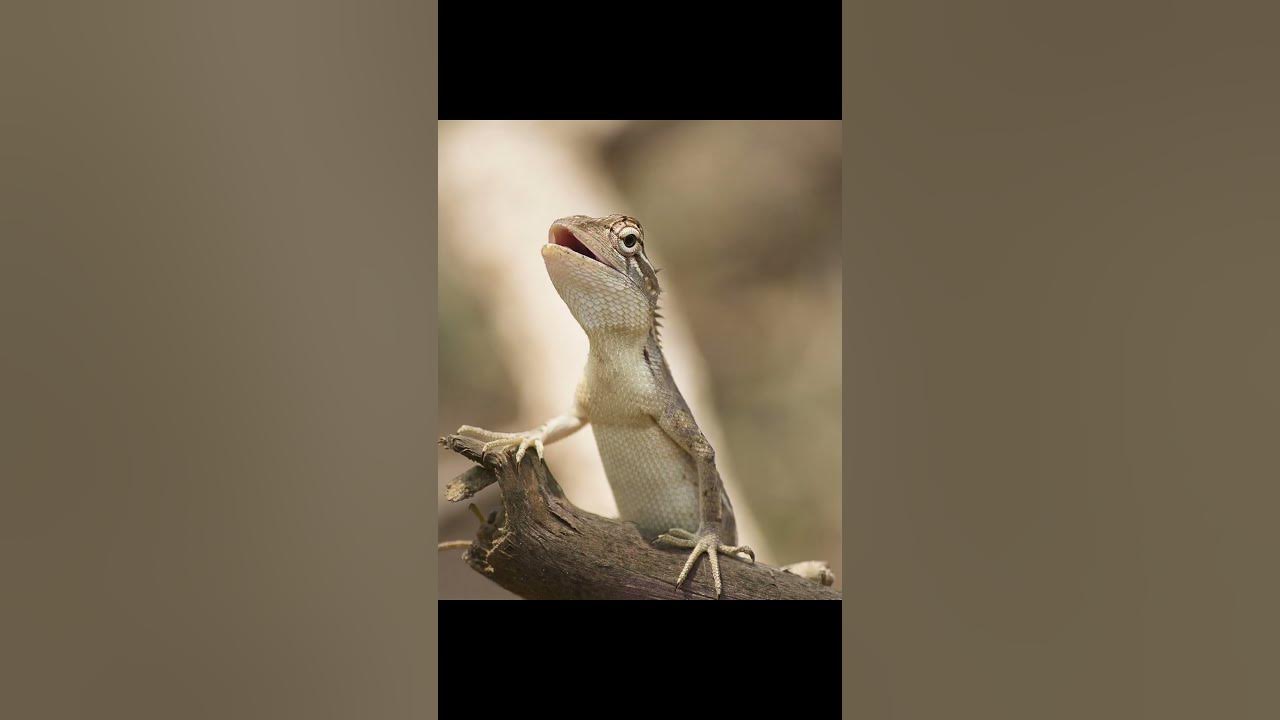 Lizard VS Salamander: What's The Difference? #shorts - YouTube