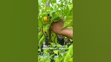 Masih belum ada obat patek (Antraknosa) yg benar-benar ampuh #patek #antraknosa #petani #petanimuda