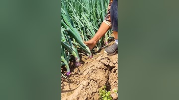 Tricks to grow bigger onions #smartfarming #gardentips #organicfarming
